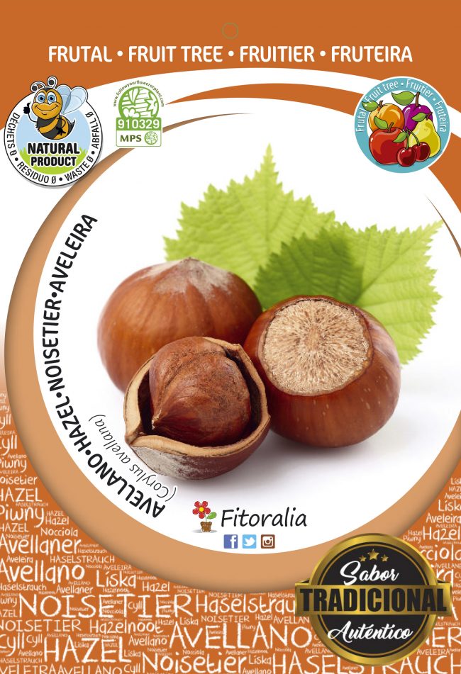 Avellano Negreta M-25 - Corylus avellana