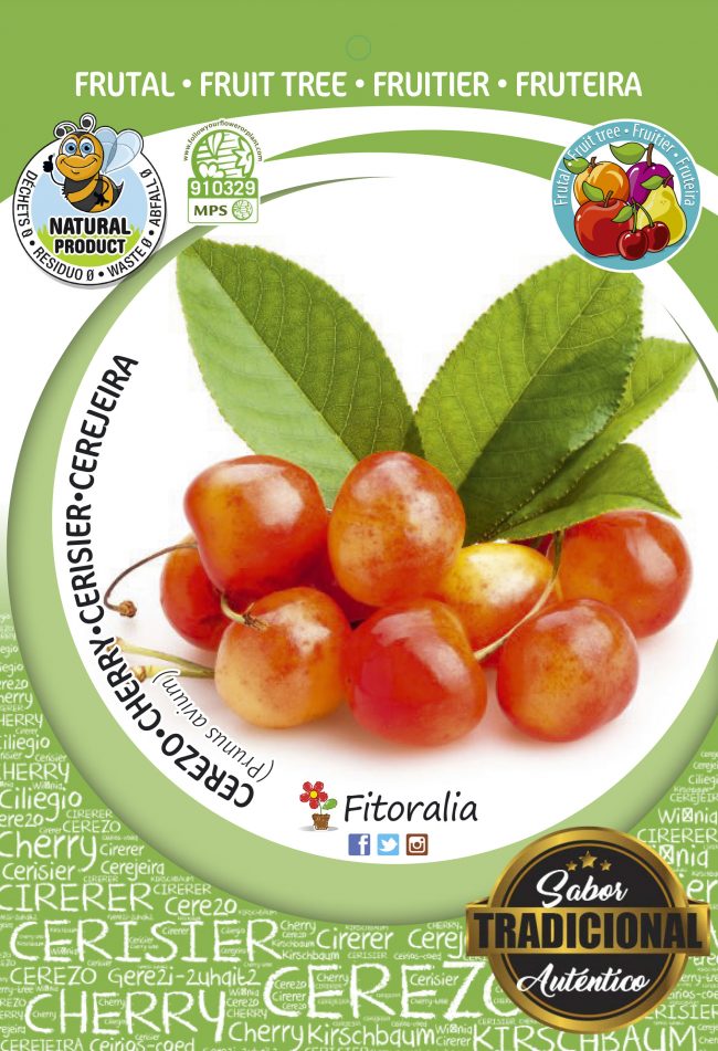 Cerezo Napoleón M-25 - Prunus avium