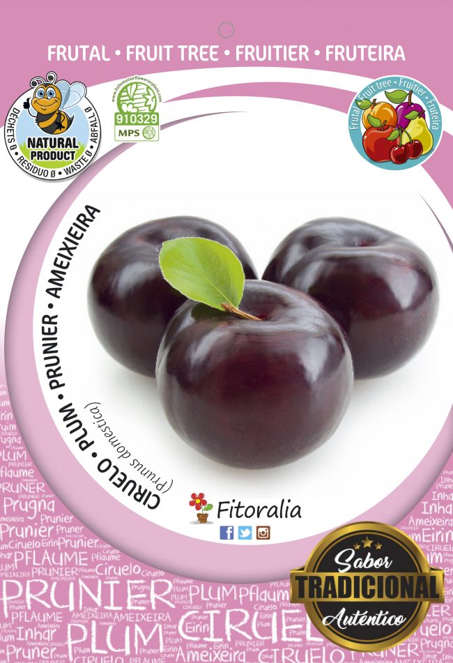 Ciruelo Angeleno M-25 - Prunus domestica