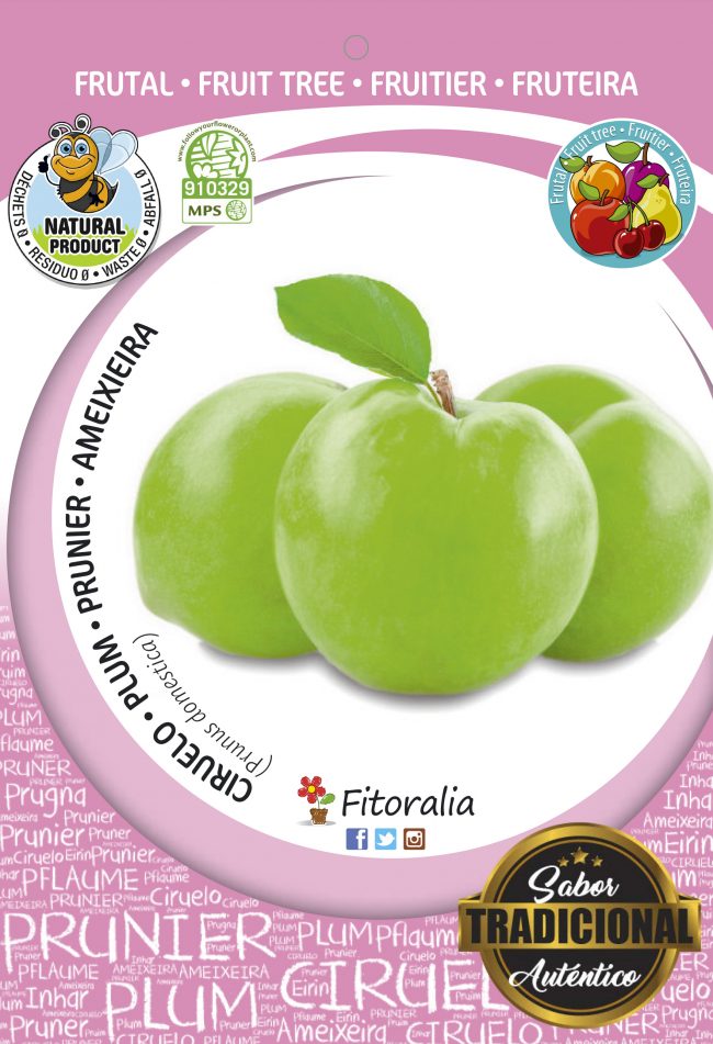 Ciruelo Claudia Verde M-25 - Prunus domestica