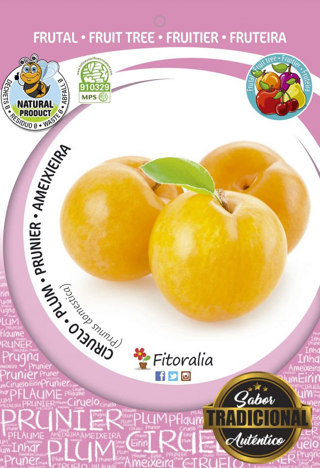 Ciruelo Golden Japan M-25 - Prunus domestica