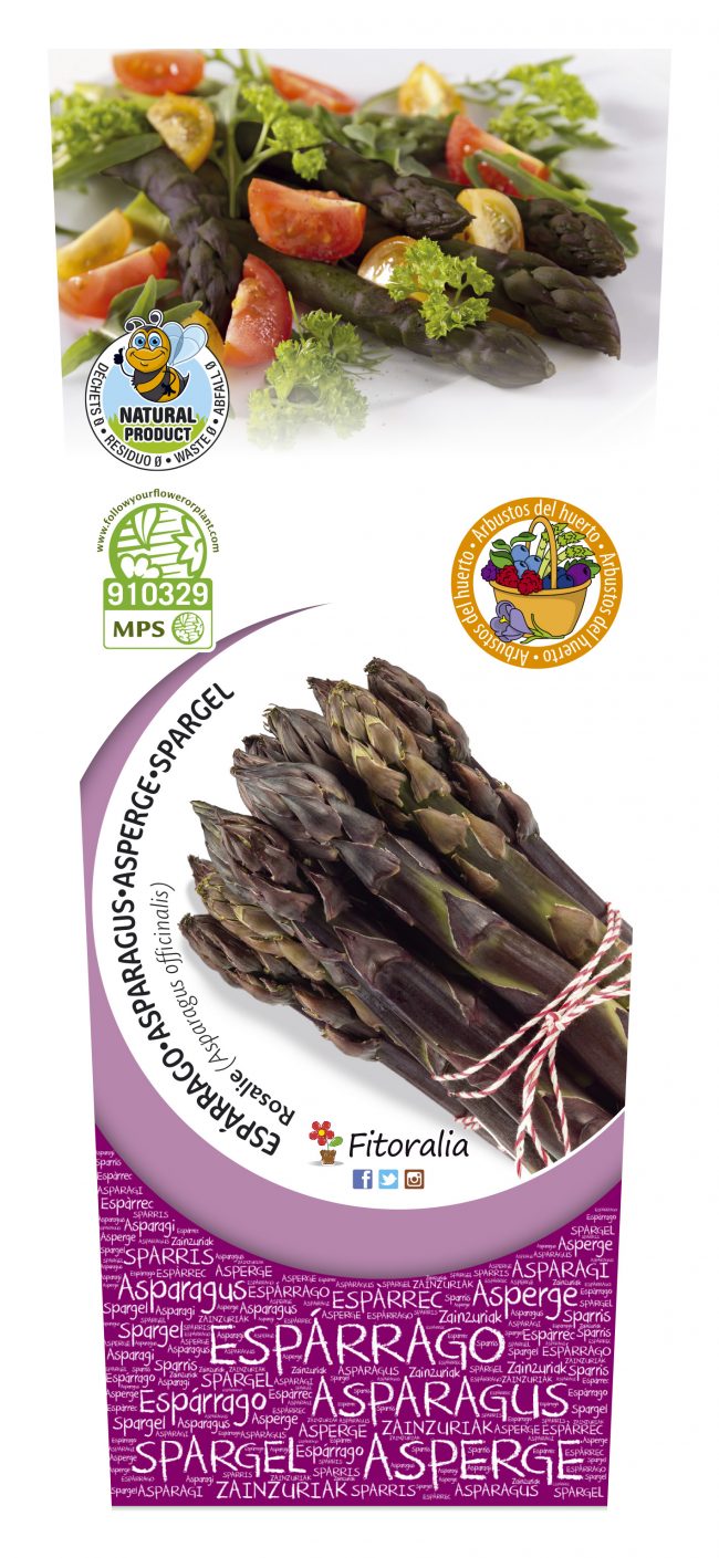 Espárrago Violeta 2l Asparagus officinalis