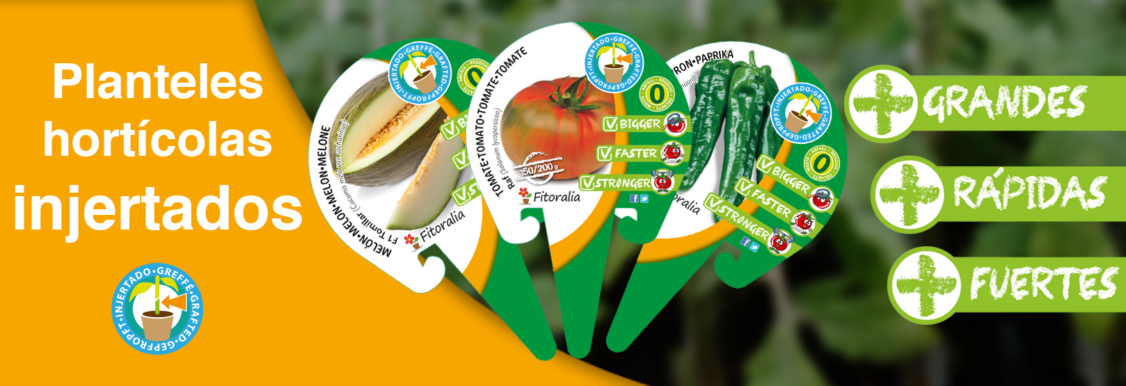 itoralia slider injertados buenos grande