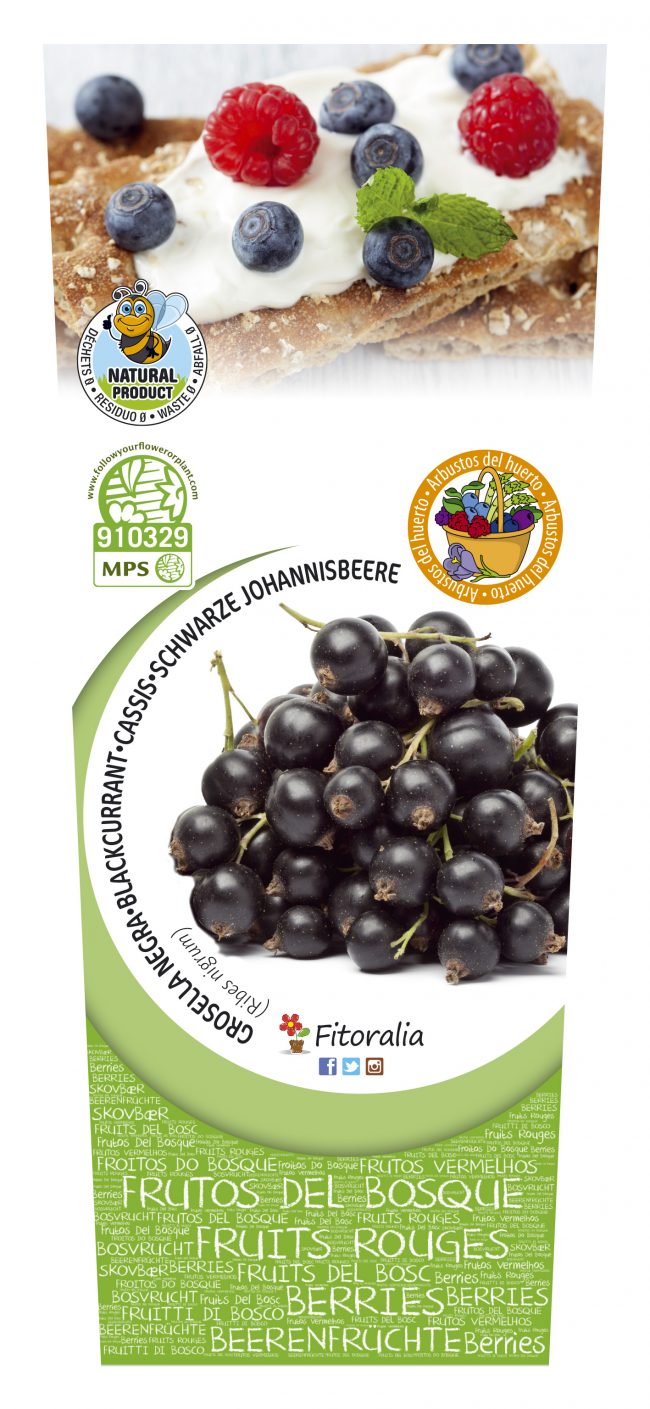 Grosella Negra 2l Ribes nigrum