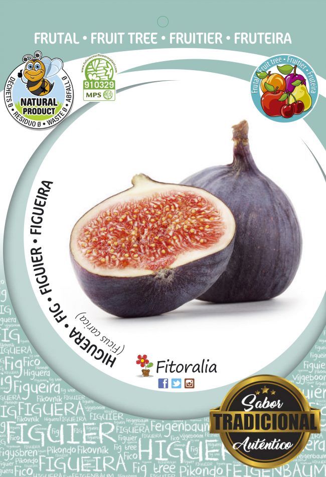Higuera Breva M-25 - Ficus carica