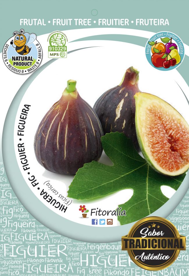 Higuera Coll de Dama Negra M-25 - Ficus carica