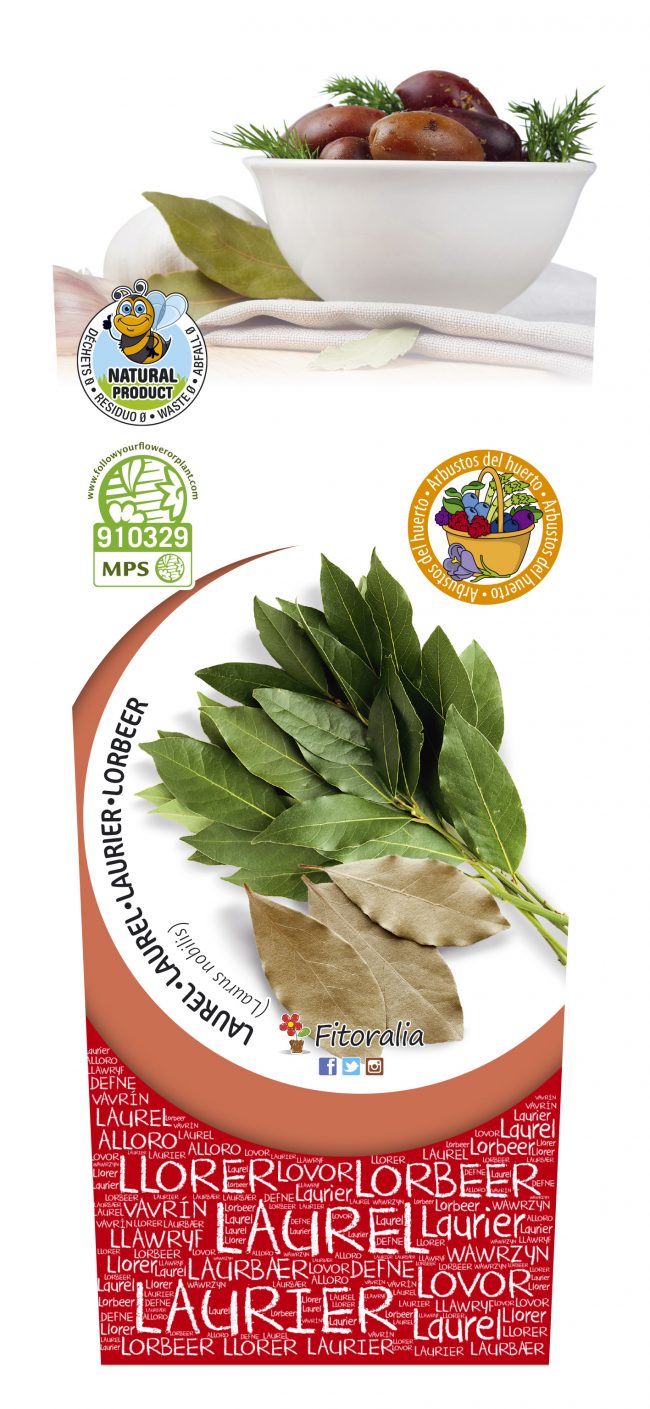 Laurel 2l Laurus nobilis