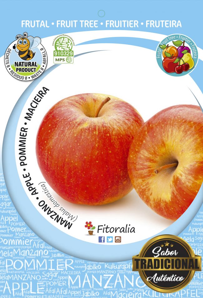 Manzano Royal Gala M-10,5 - Malus domestica