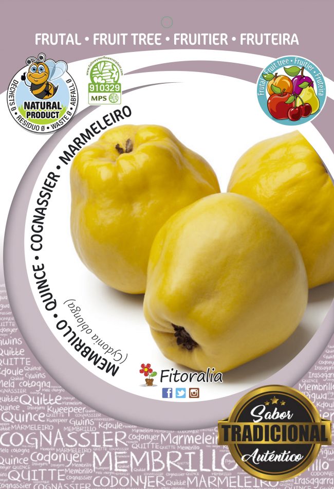 Membrillo Gigante de Wranja M-25 - Cydonia oblonga