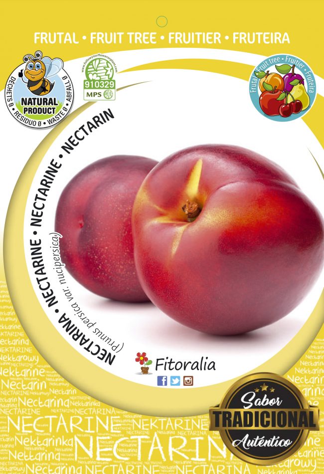 Nectarina Venus M-10,5 - Prunus persica var. Nucipersica