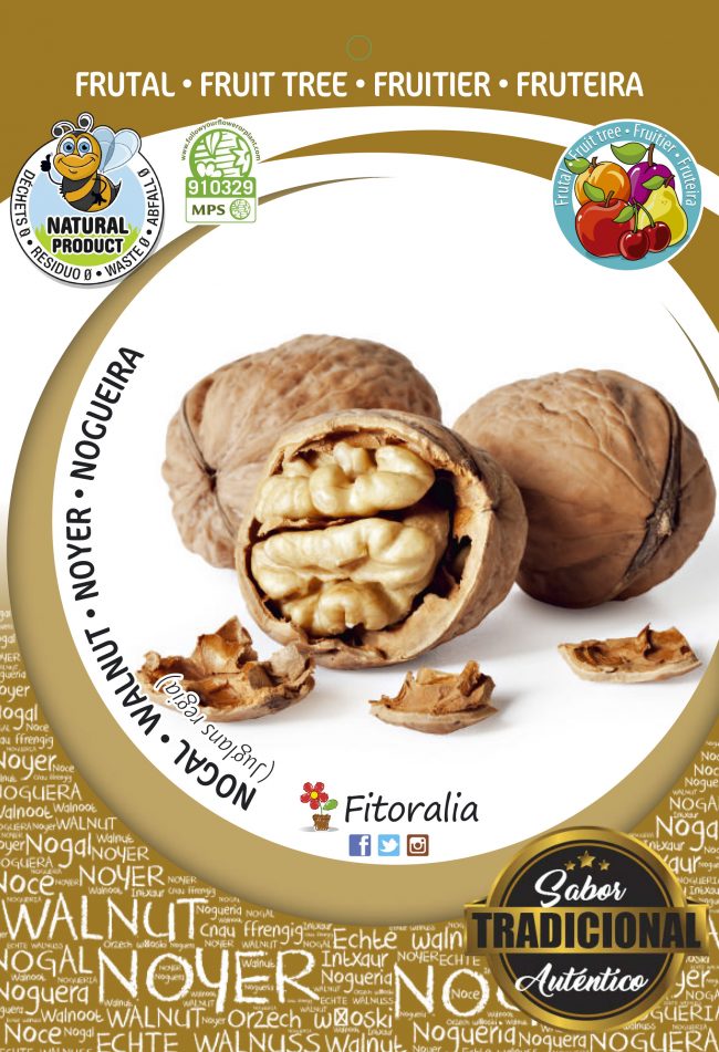 Nogal Común M-25 - Juglans regia