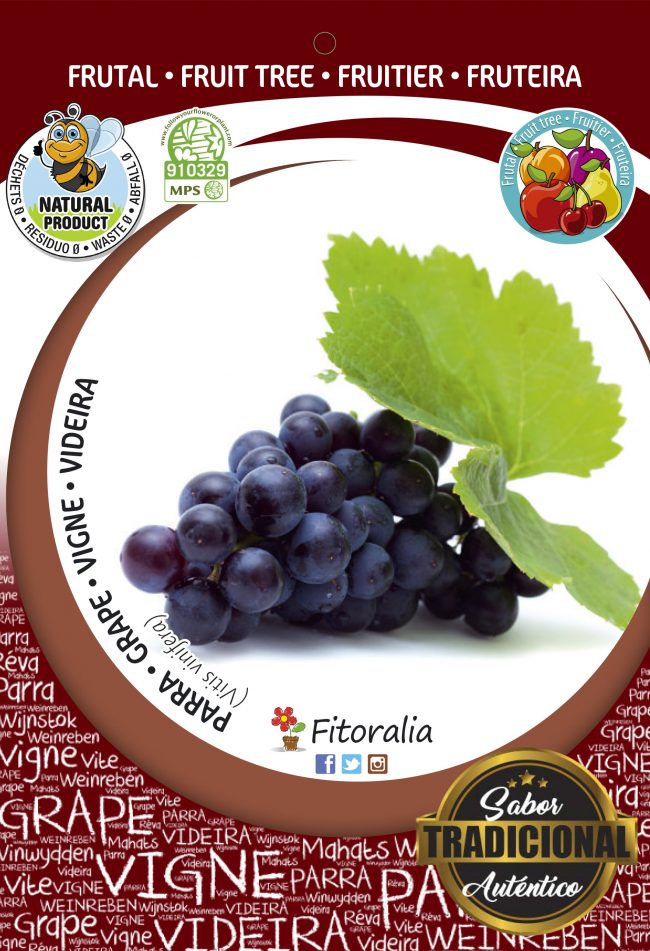 Parra Auntumn Black M-25 - Vitis vinifera