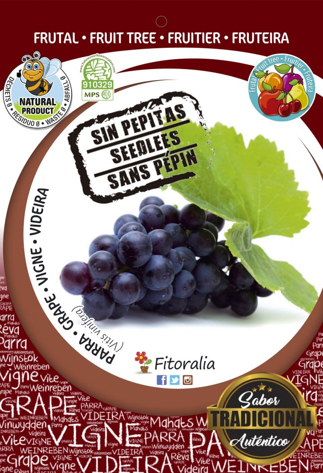 Parra Auntumn Royal Seedless M-25 - Vitis vinifera
