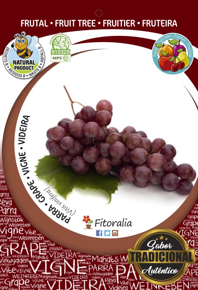 Parra Cardinal M-25 - Vitis vinifera