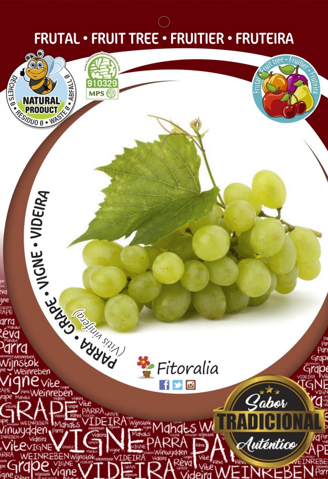 Parra Victoria M-25 - Vitis vinifera