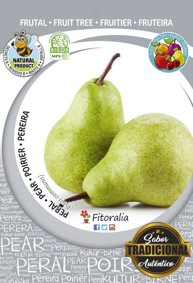 Peral Blanquilla M-25 - Pyrus communis