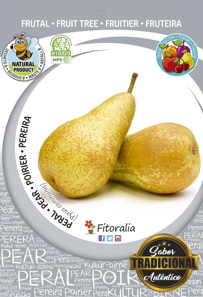 Peral Conference M-25 - Pyrus communis