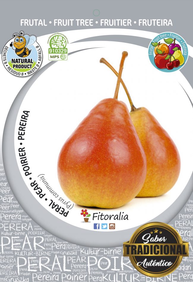 Peral Ercolini M-25 - Pyrus communis