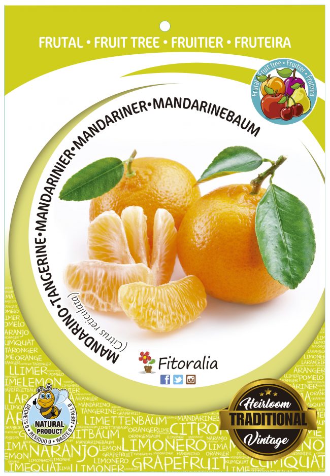 Mandarino M-25 - Citrus reticulata