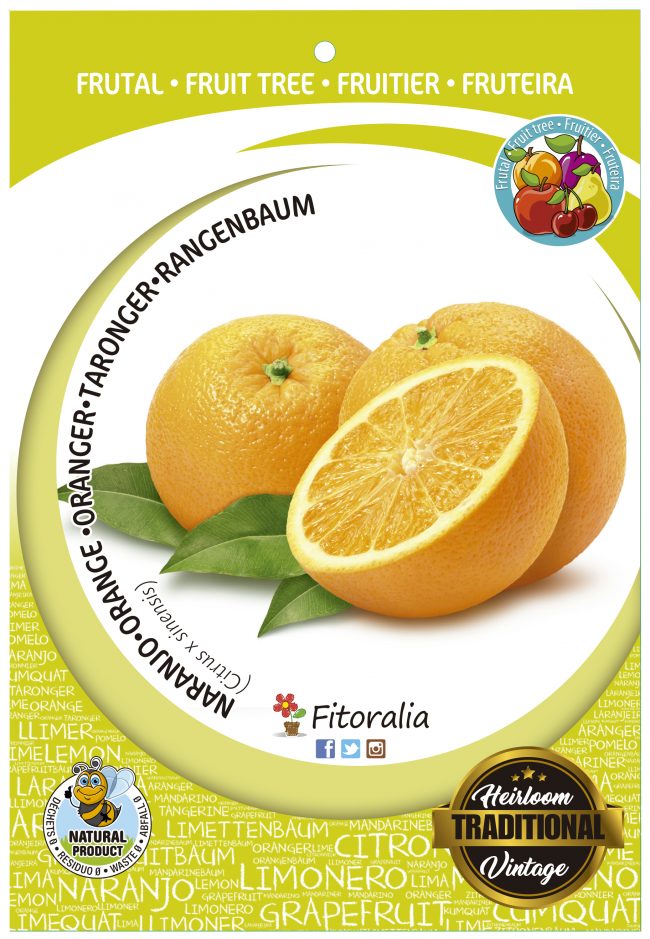 Naranjo M-25 - Citrus x sinensis