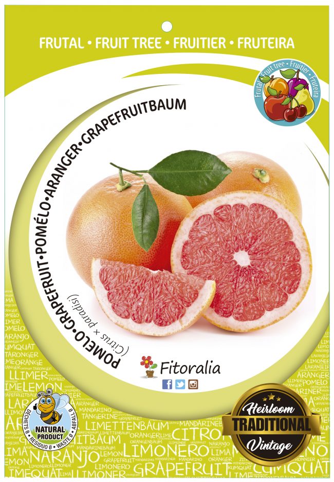 Pomelo M-25 - Citrus x paradisi