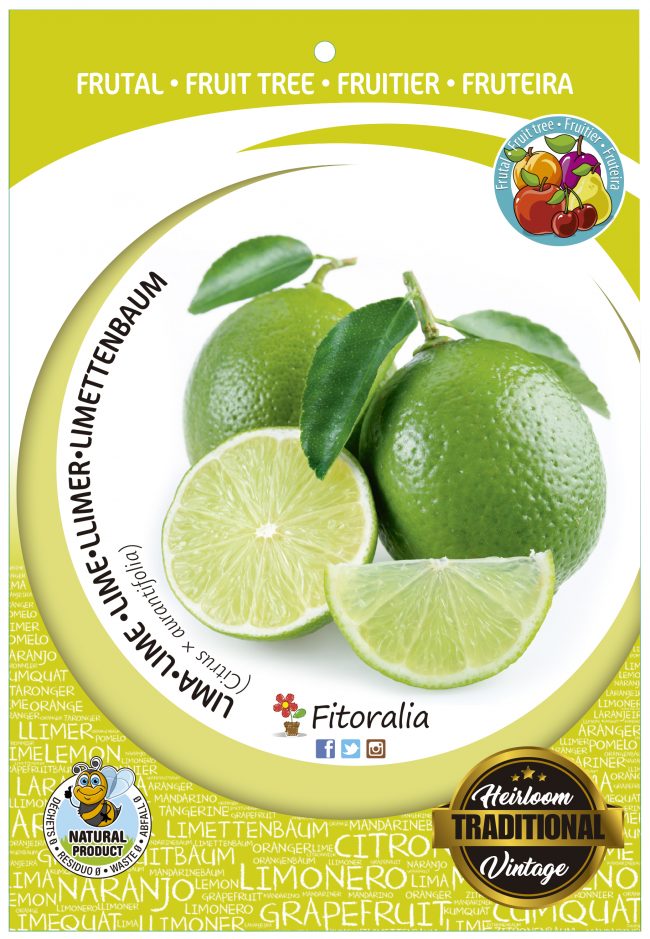 Lima M-25 - Citrus x aurantifolia