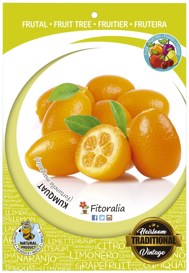 Kumquat M-25 - Fortunella marginata