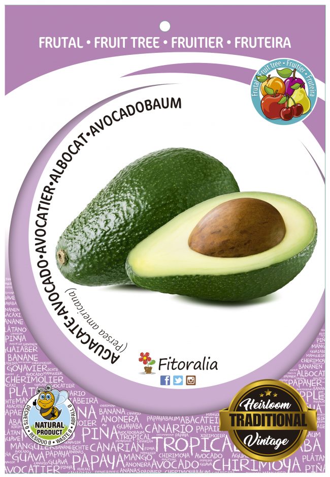 Aguacate M-25 - Persea americana