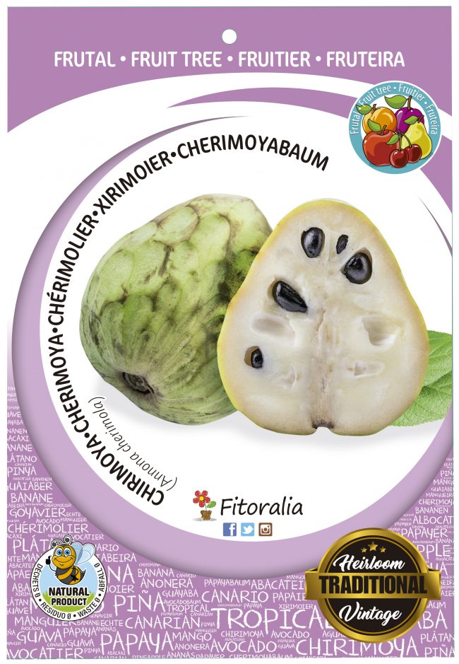 Chirimoya M-25 - Annona cherimola