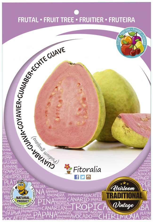 Guayaba M-25 - Psidium guajava