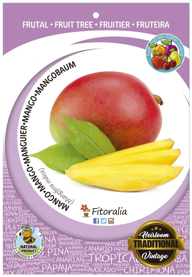Mango M-25 - Mangifera indica