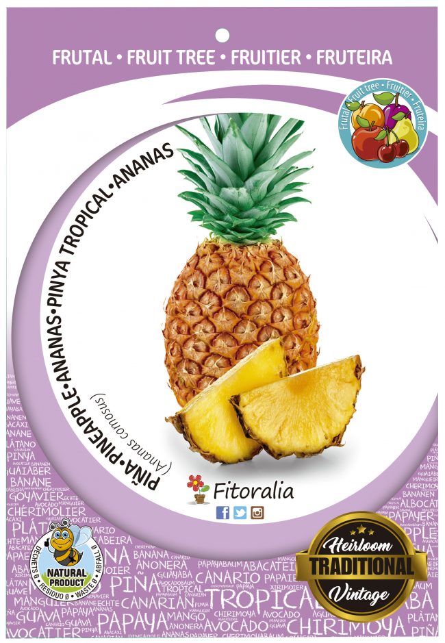 Piña M-25 - Ananas comosus