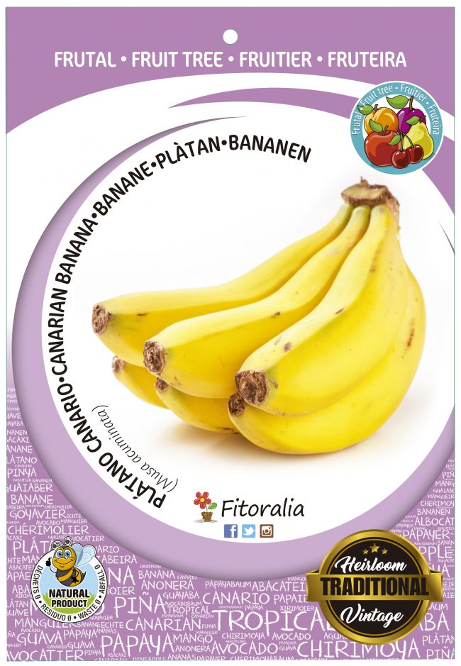Plátano canario M-25 - Musa acuminata