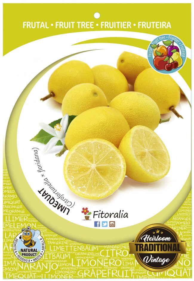 Limequat M-25 - Citrofortunella x floridana